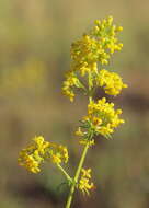 Image of Lady's Bedstraw