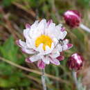Image of Leucochrysum albicans subsp. albicans var. tricolor