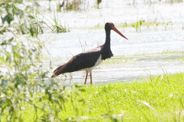 Image of Black Stork