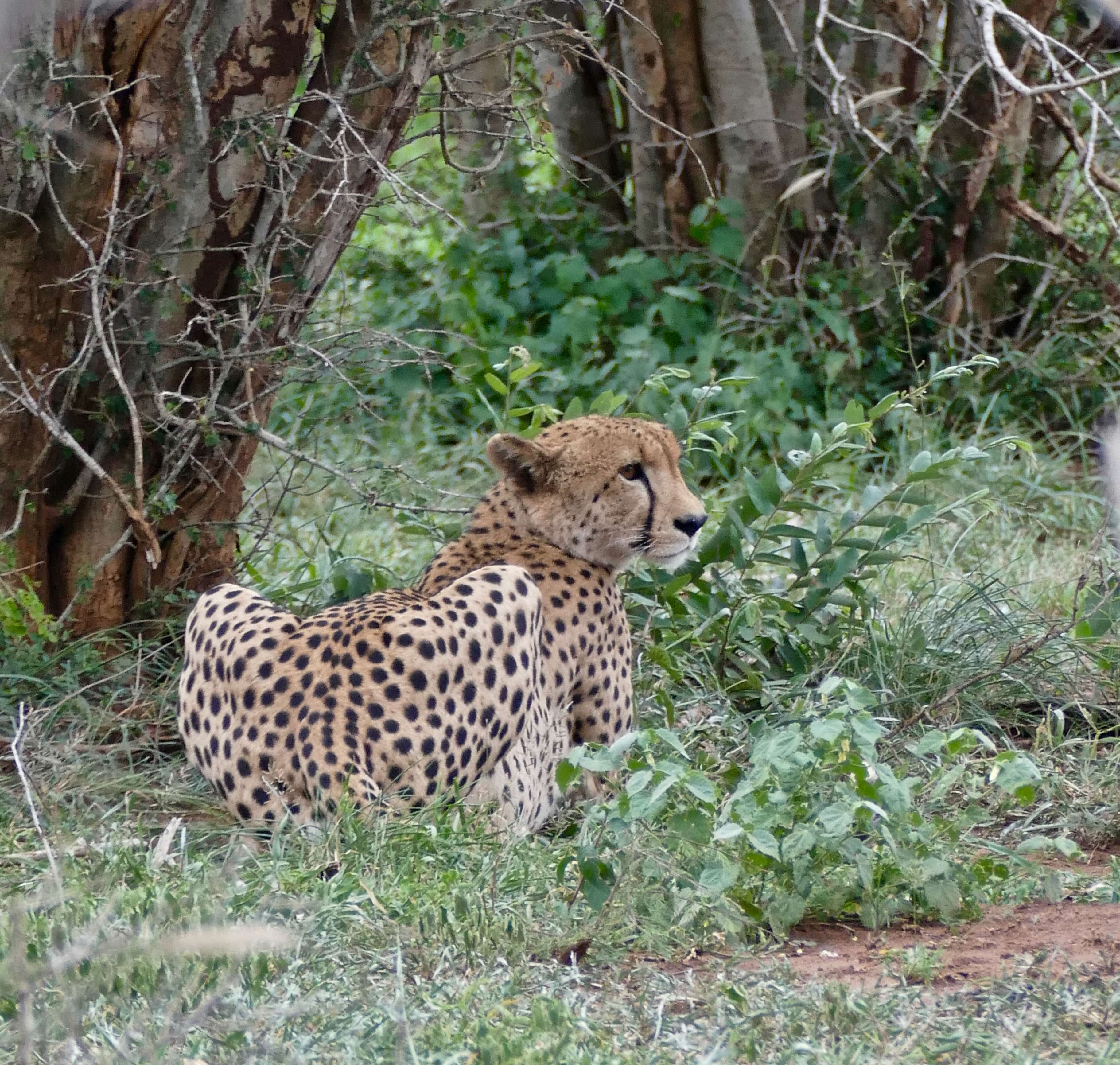 Image of Acinonyx Brookes 1828