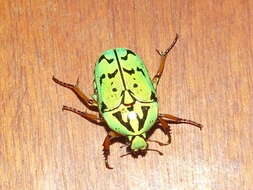 Image of flower chafers (beetles)