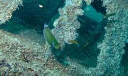 Image of Blue wrasse