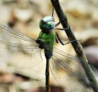 Image of Two-Spined Darners