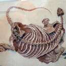Sivun Cotylorhynchus romeri kuva