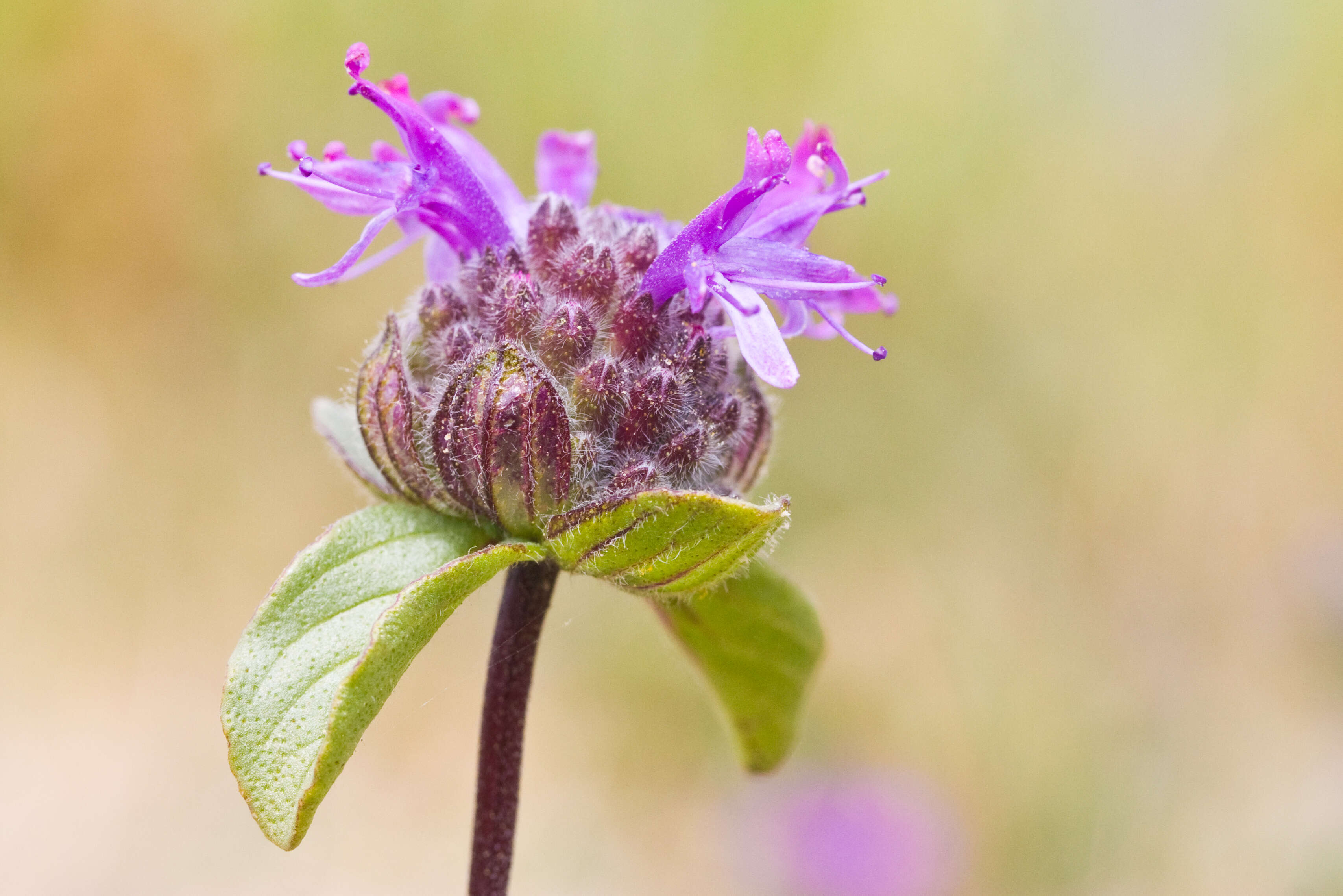 Image of curlyleaf monardella