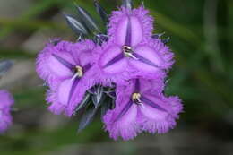 Image of Fringe lily