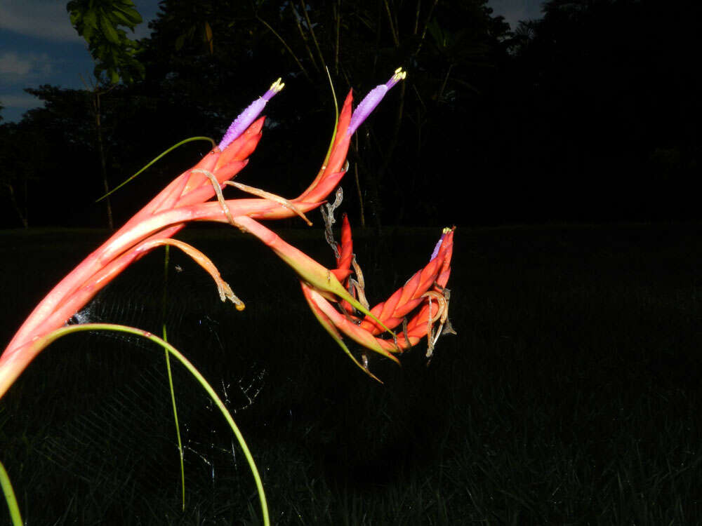 Image of twisted airplant