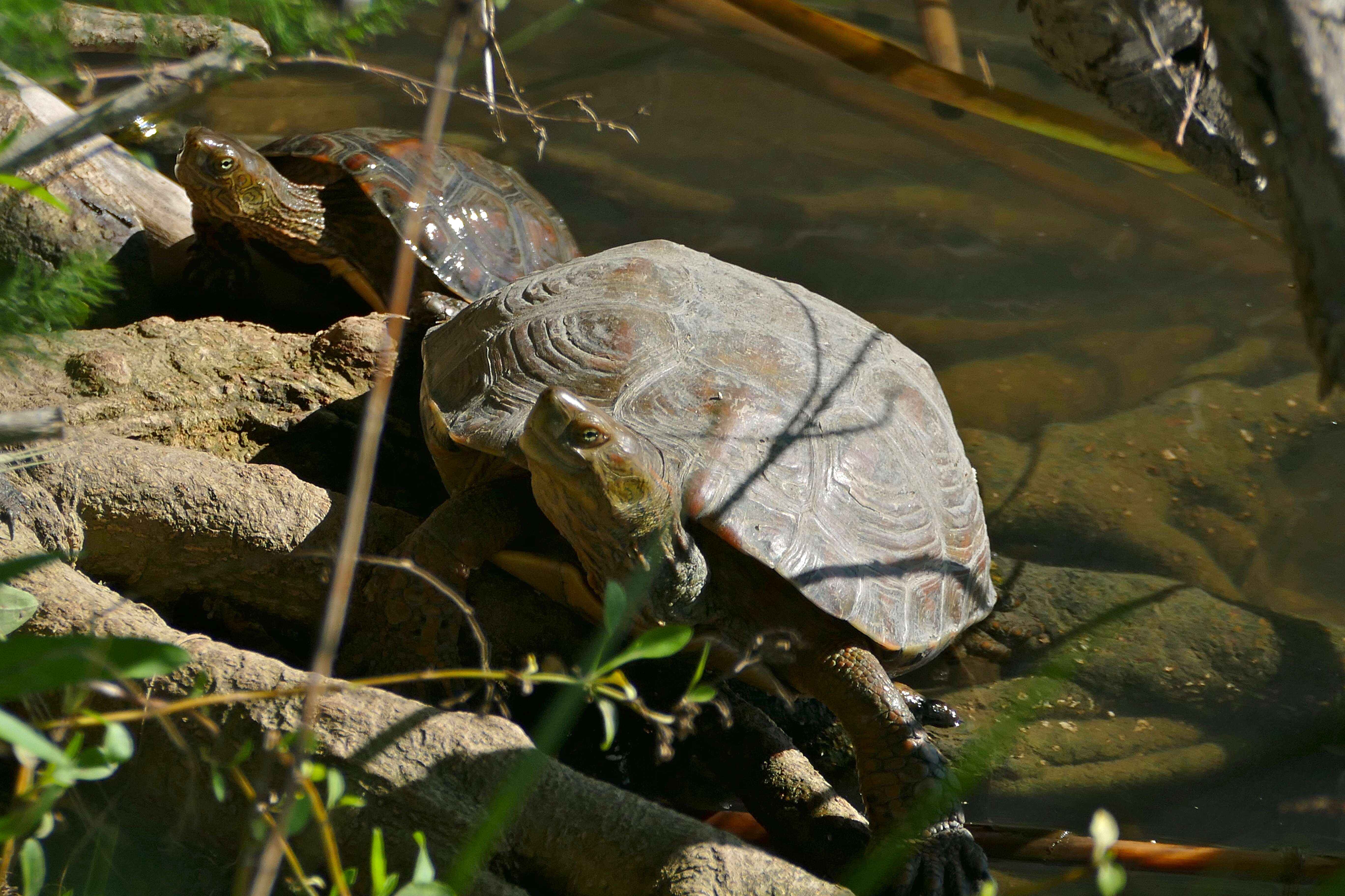 صورة Mauremys leprosa (Schweigger 1812)