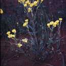 Image of Waitzia nitida (Lindl.) P. G. Wilson