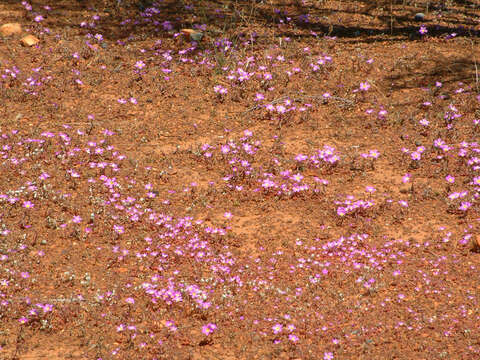 Image of Calandrinia crispisepala Obbens