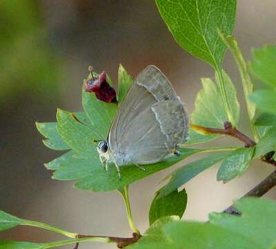 Image of Quercusia quercus (Linnaeus 1758)