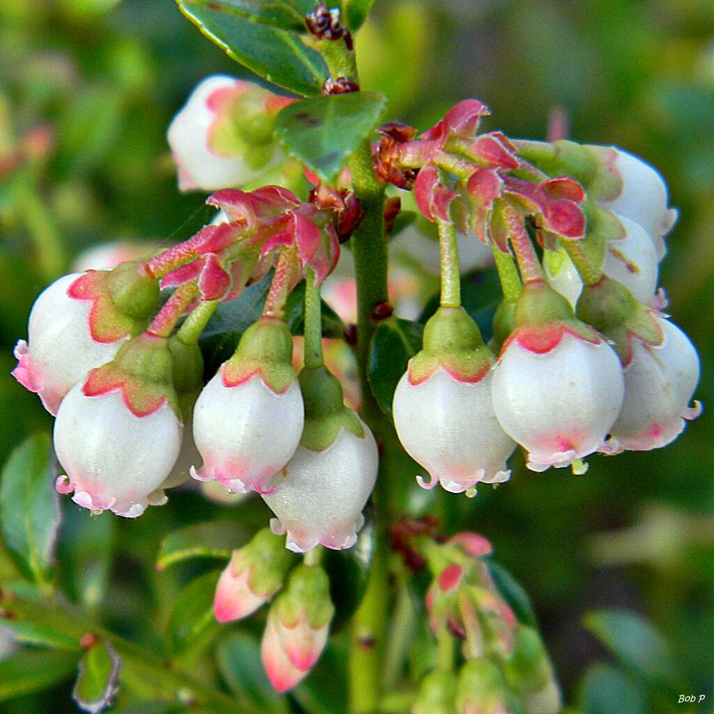 Vaccinium myrsinites Lam. resmi