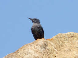 Image of Rock thrush