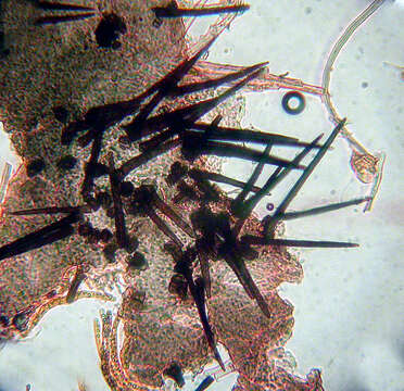 Image of Ascocodinaea stereicola Samuels, Cand. & Magni 1997