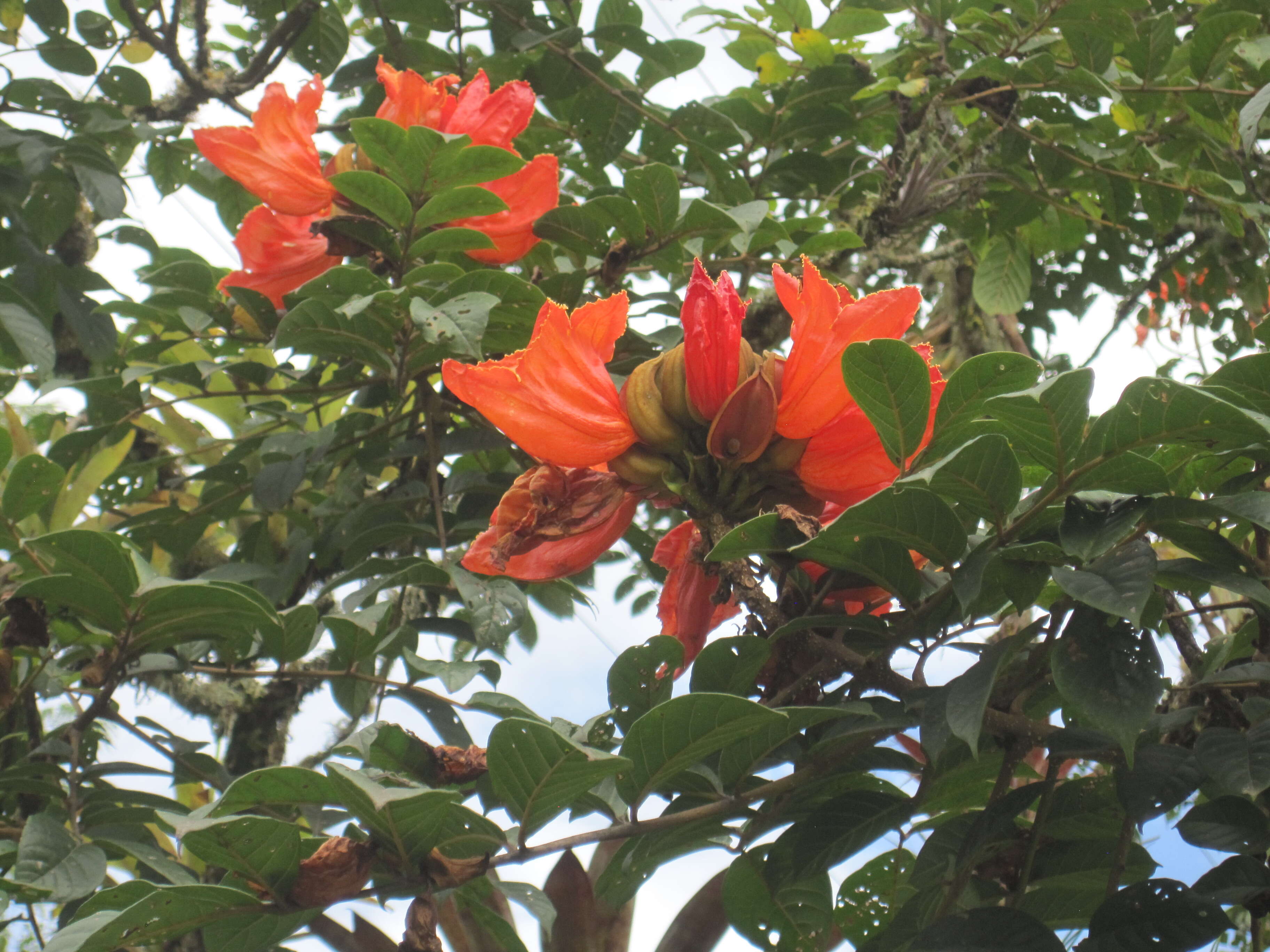 Image of African tulip tree