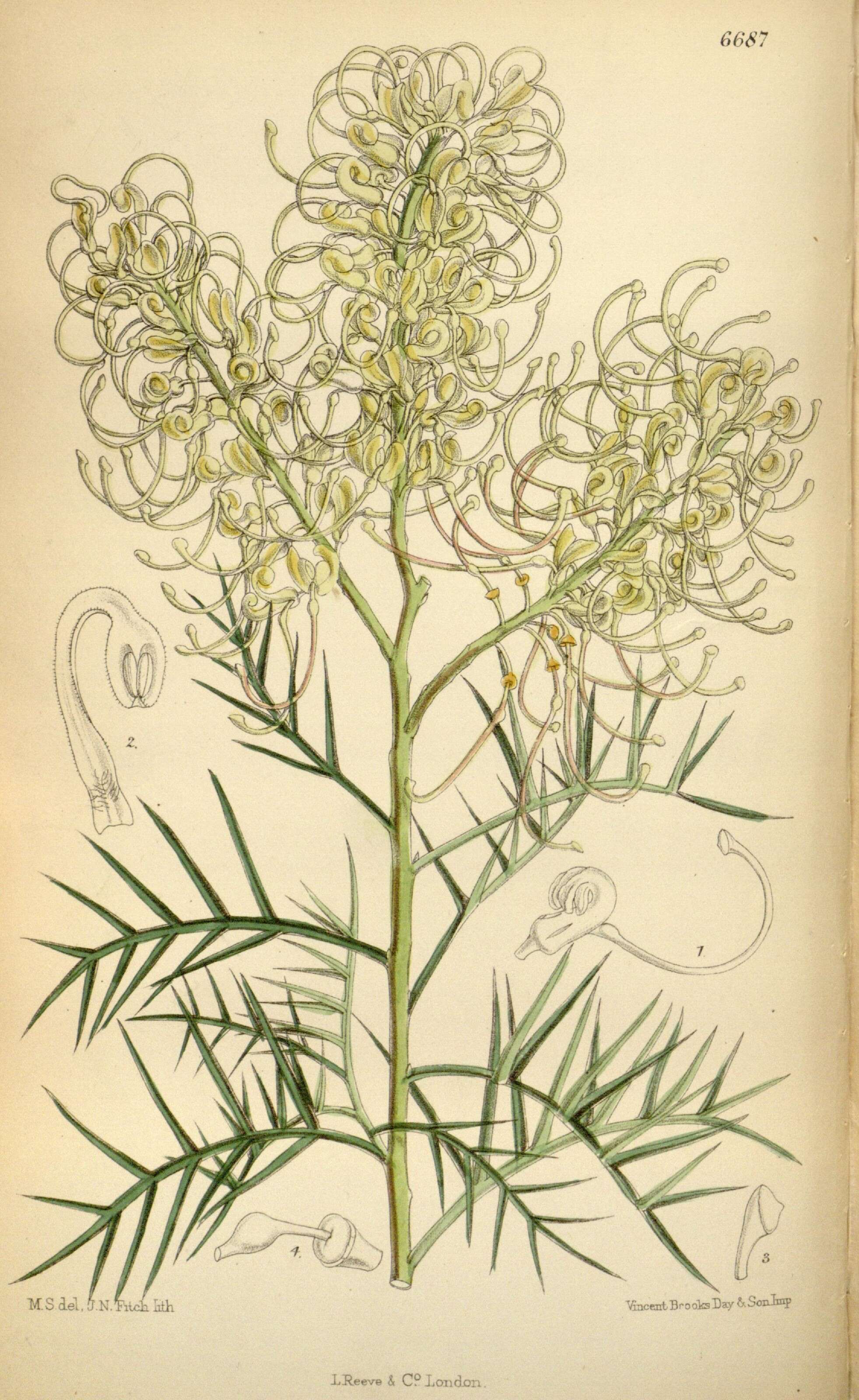 Image of Grevillea annulifera F. Müll.