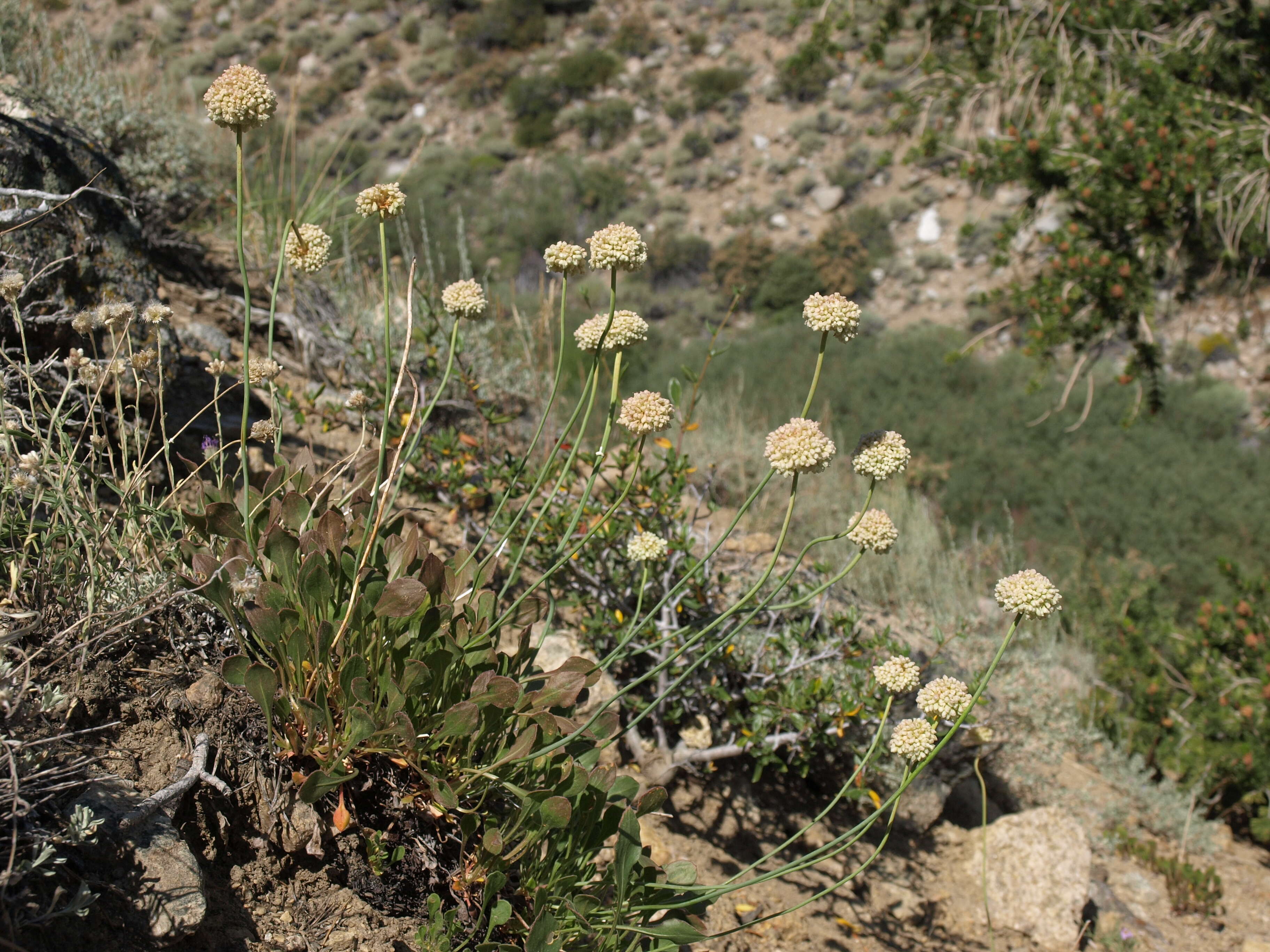 Imagem de Eriogonum latens Jeps.