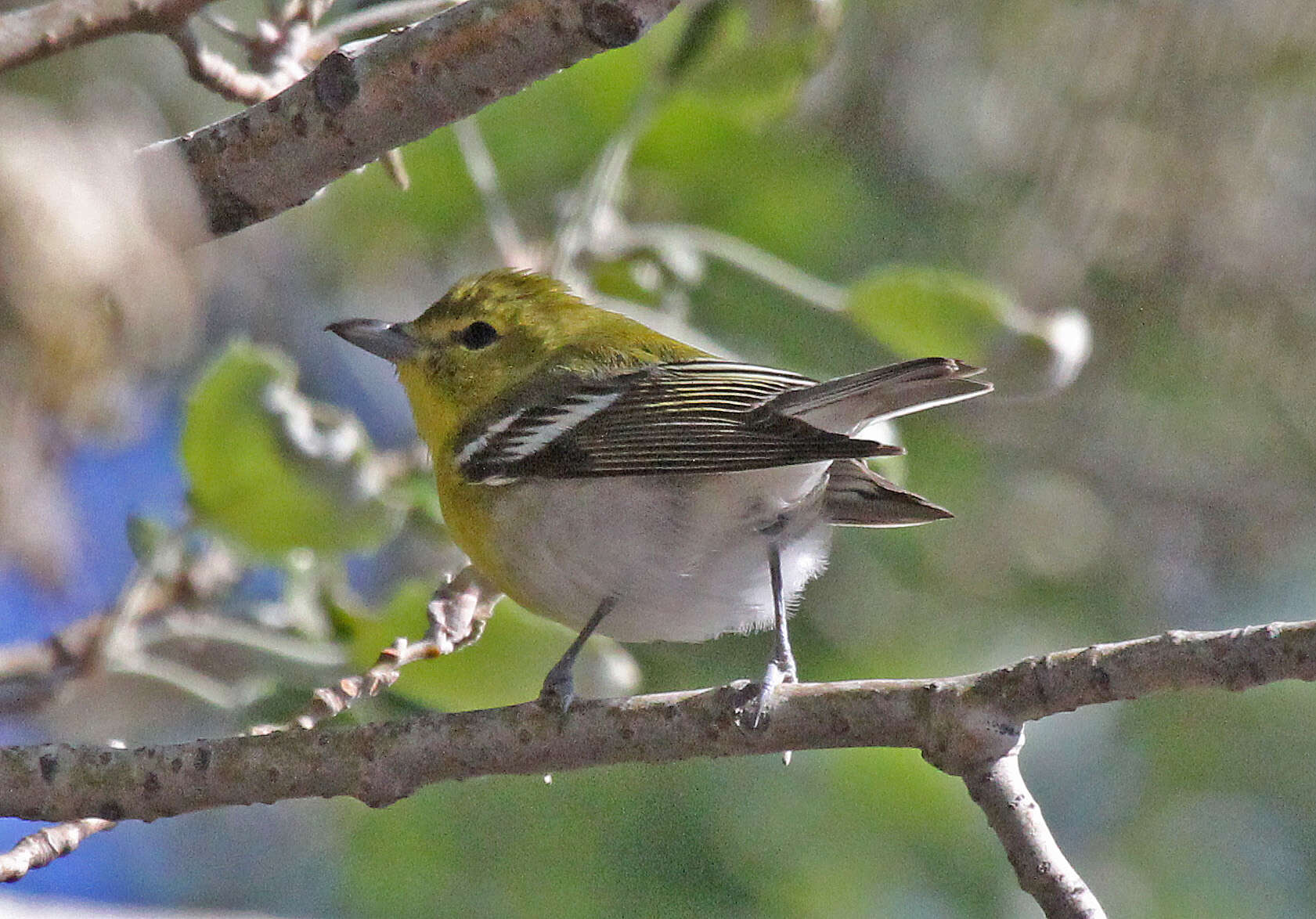 Image of Vireo Vieillot 1808