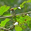 Image of Ashy Tailorbird