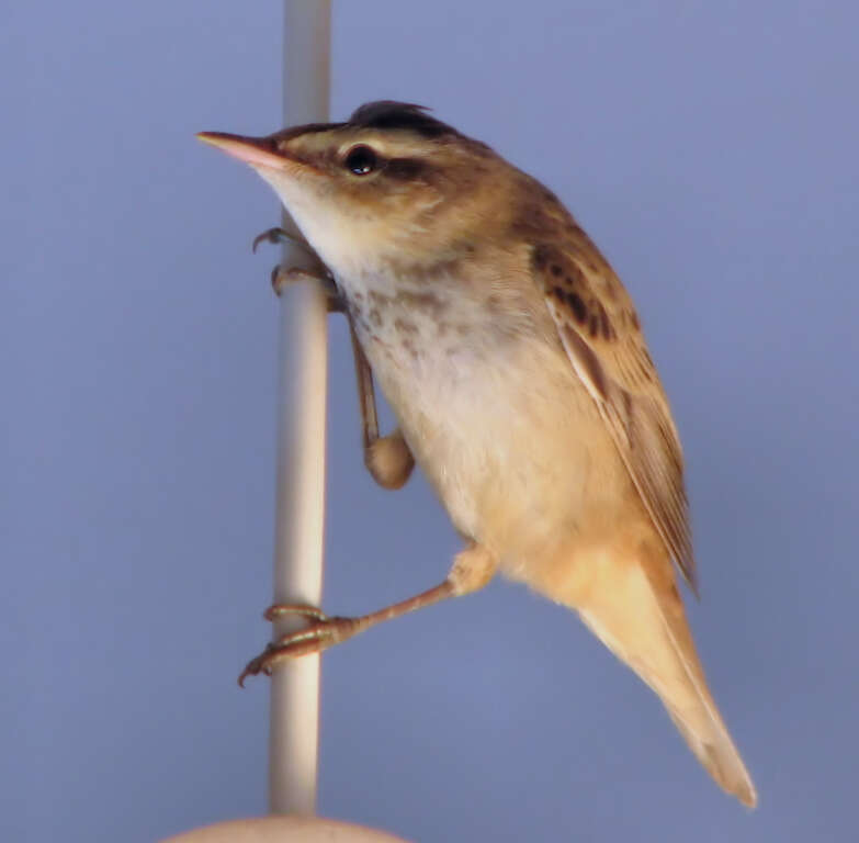 Image of Sedge Warbler