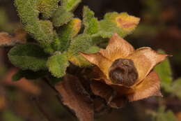 Image of Rockrose