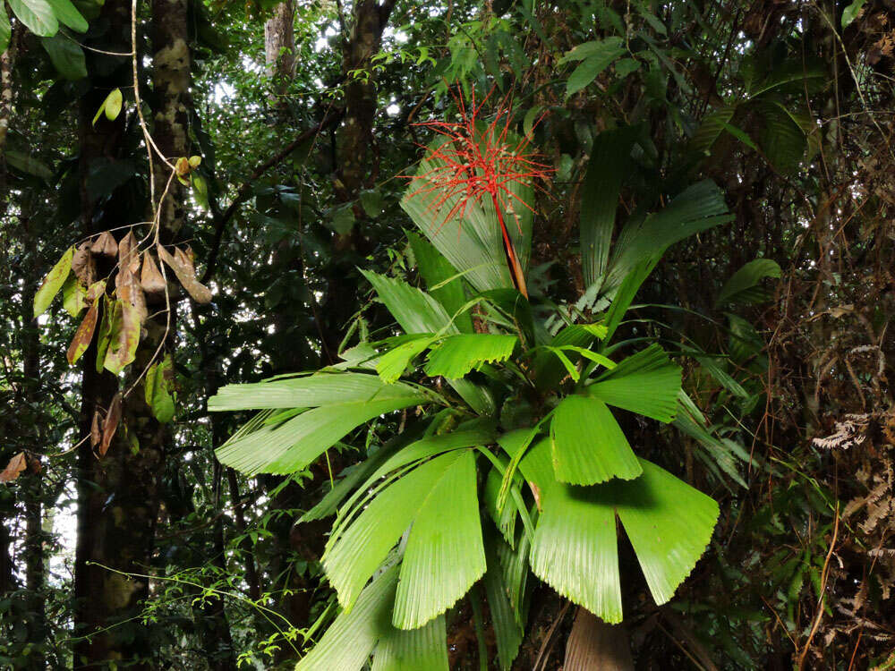 Reinhardtia latisecta (H. Wendl.) Burret的圖片