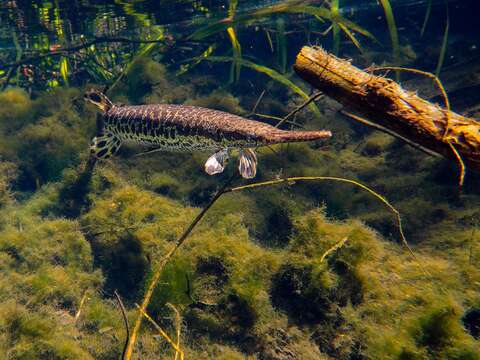 Imagem de Lepisosteidae