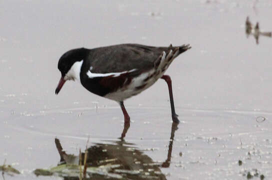 Erythrogonys Gould 1838 resmi