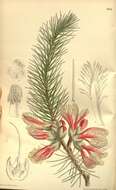 Image of Melaleuca rupestris (Schauer) Craven & R. D. Edwards
