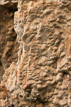 Image of Fuscoporia ferruginosa (Schrad.) Murrill 1907