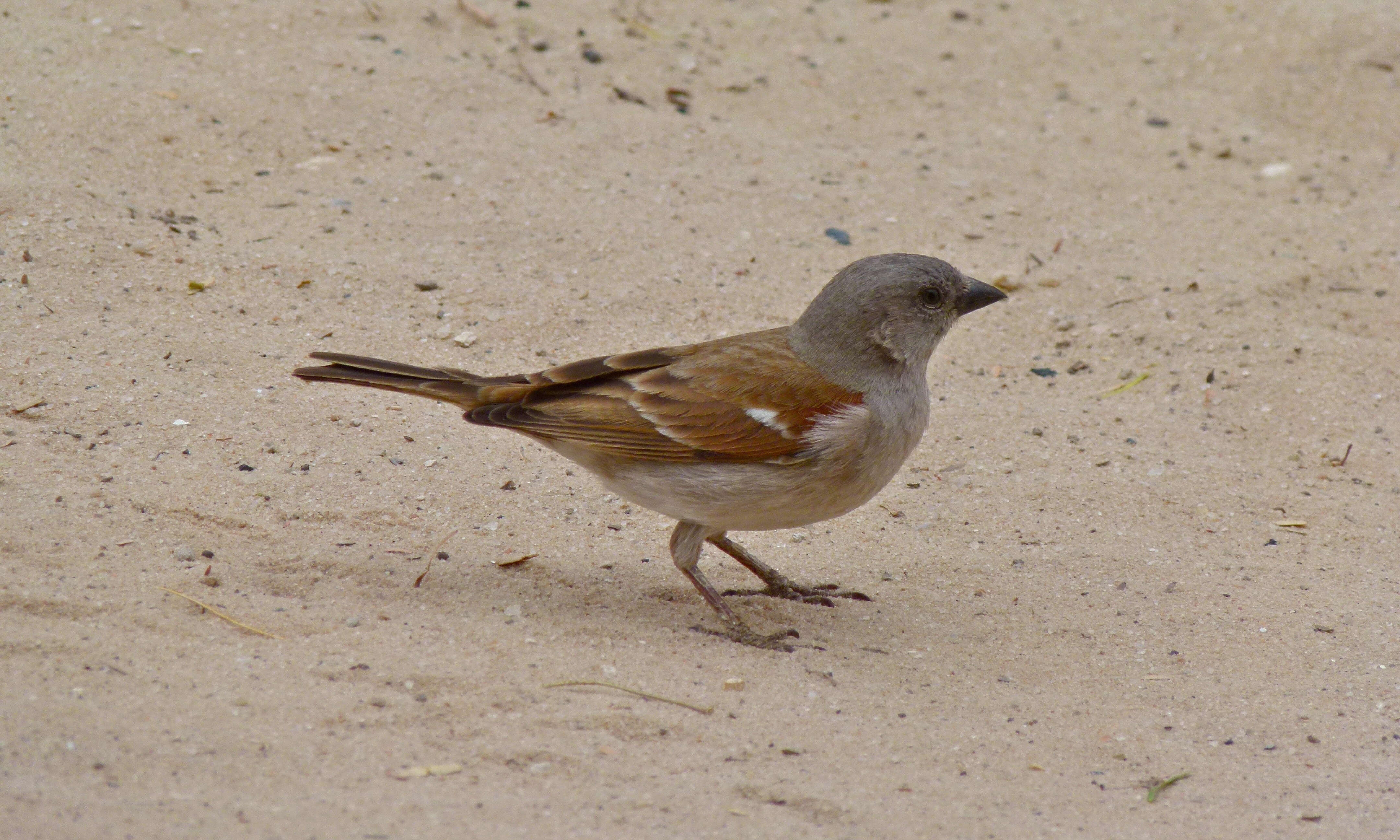 Image of Cape Sparrow