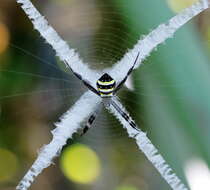 Image of St Andrews cross spider