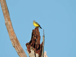 Image of Tropical Kingbird