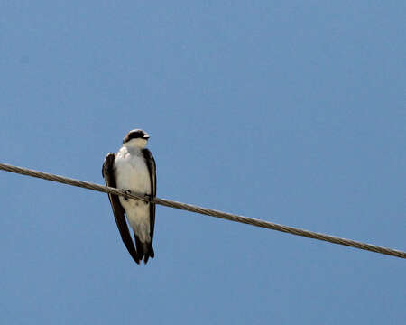 Image of Tachycineta Swallows