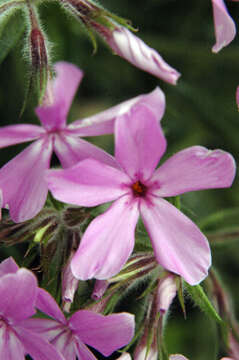 Image of downy phlox