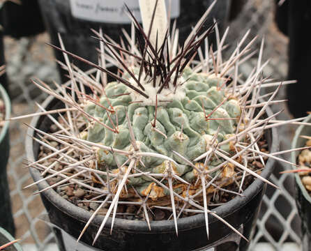 Image of Thelocactus rinconensis (Poselger) Britton & Rose