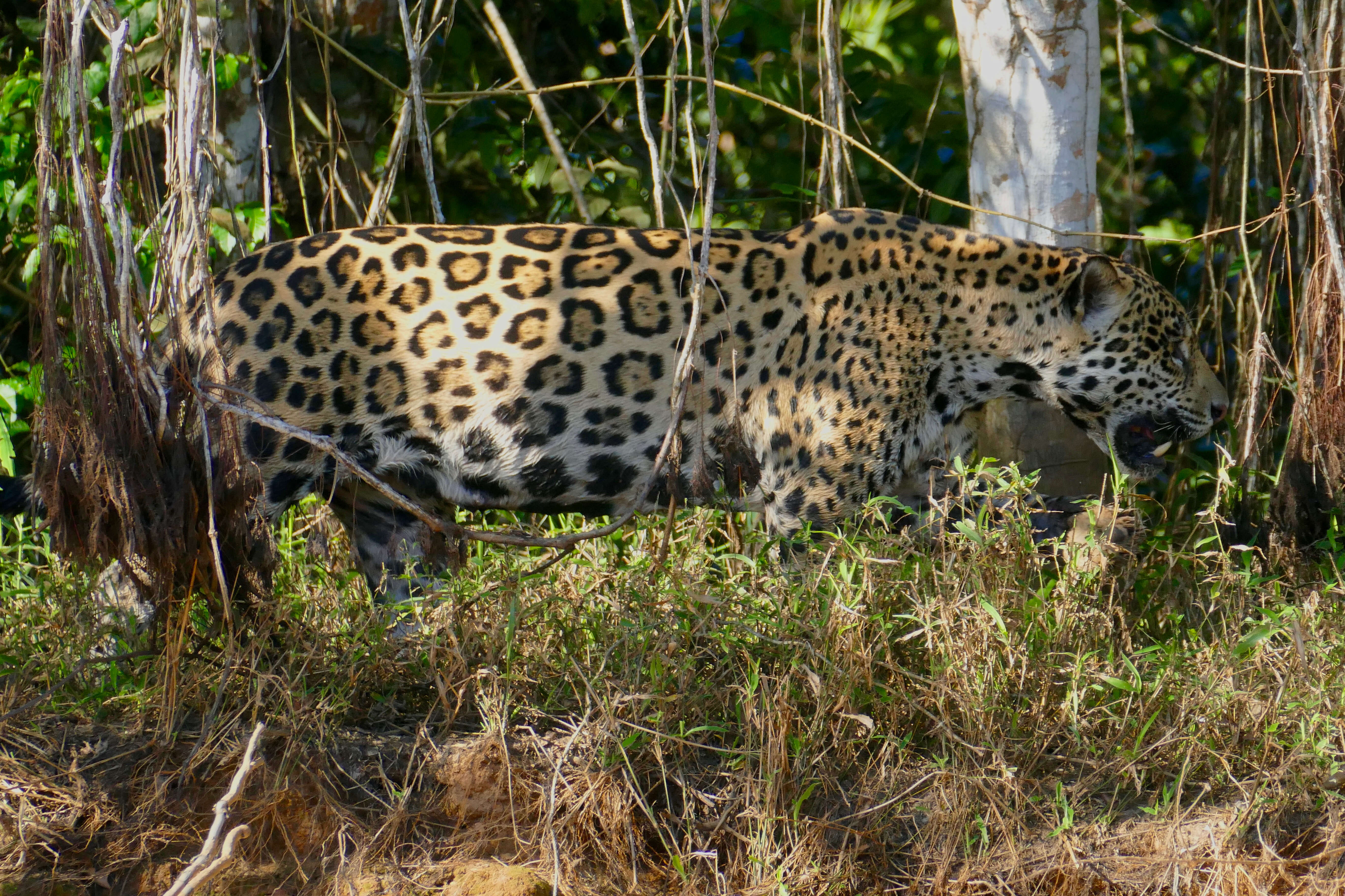 Image of Jaguar