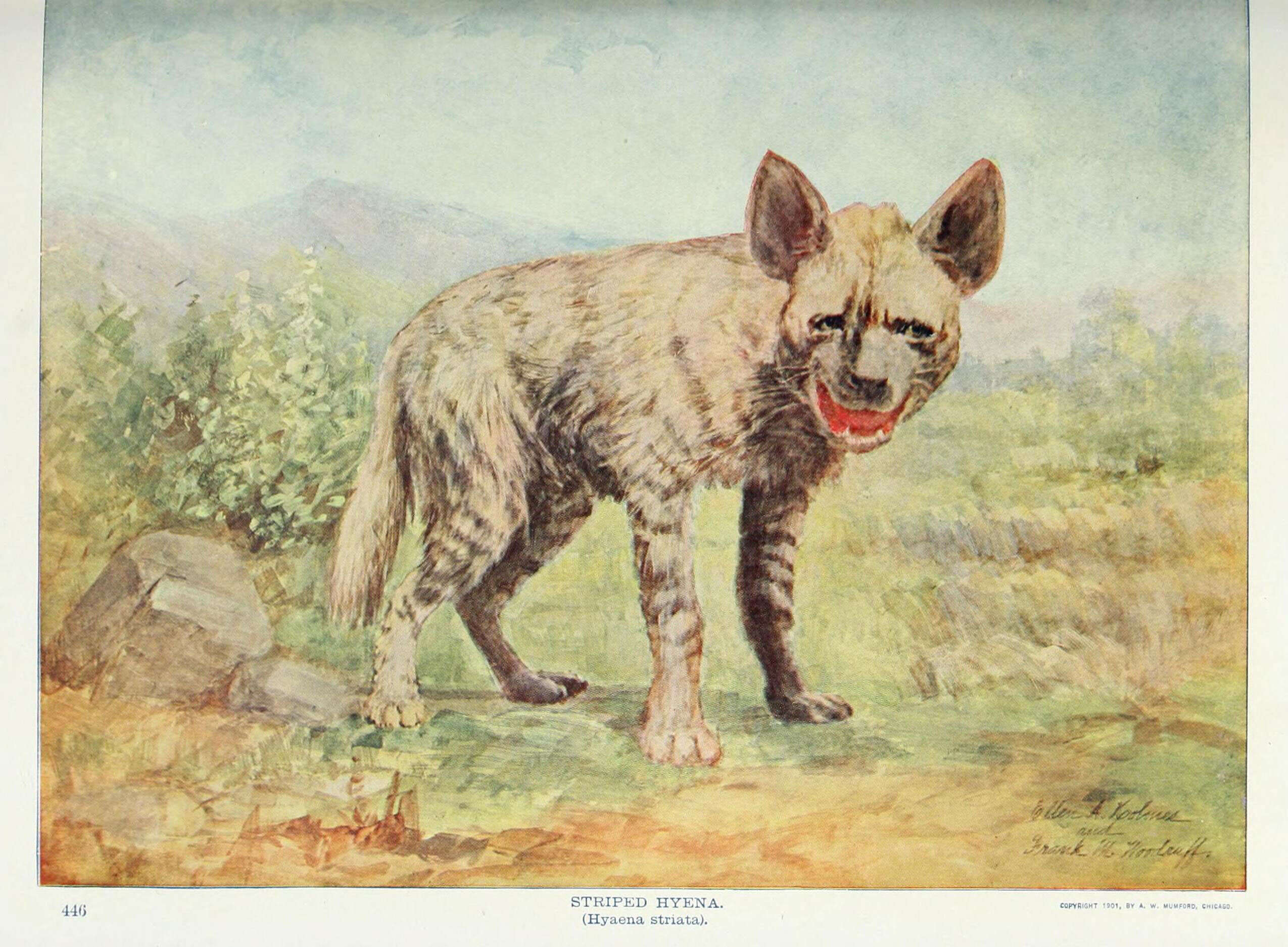 Image of Hyaena Brisson 1762