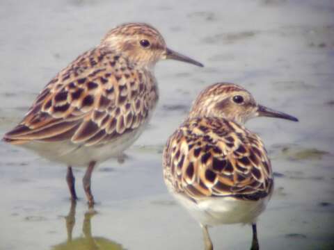 Image of Long-toed Stint