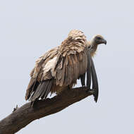 Image of White-backed Vulture