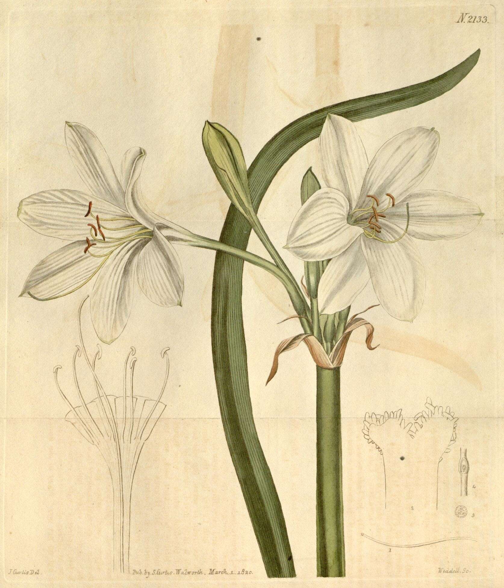 Image of swamplily