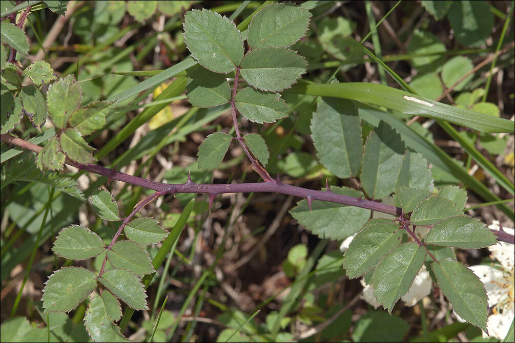 Image of Field-rose