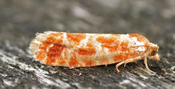 Image of Pine Tip Moths