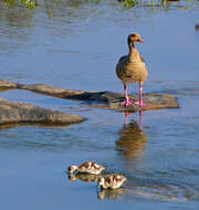 Image of Egyptian Goose