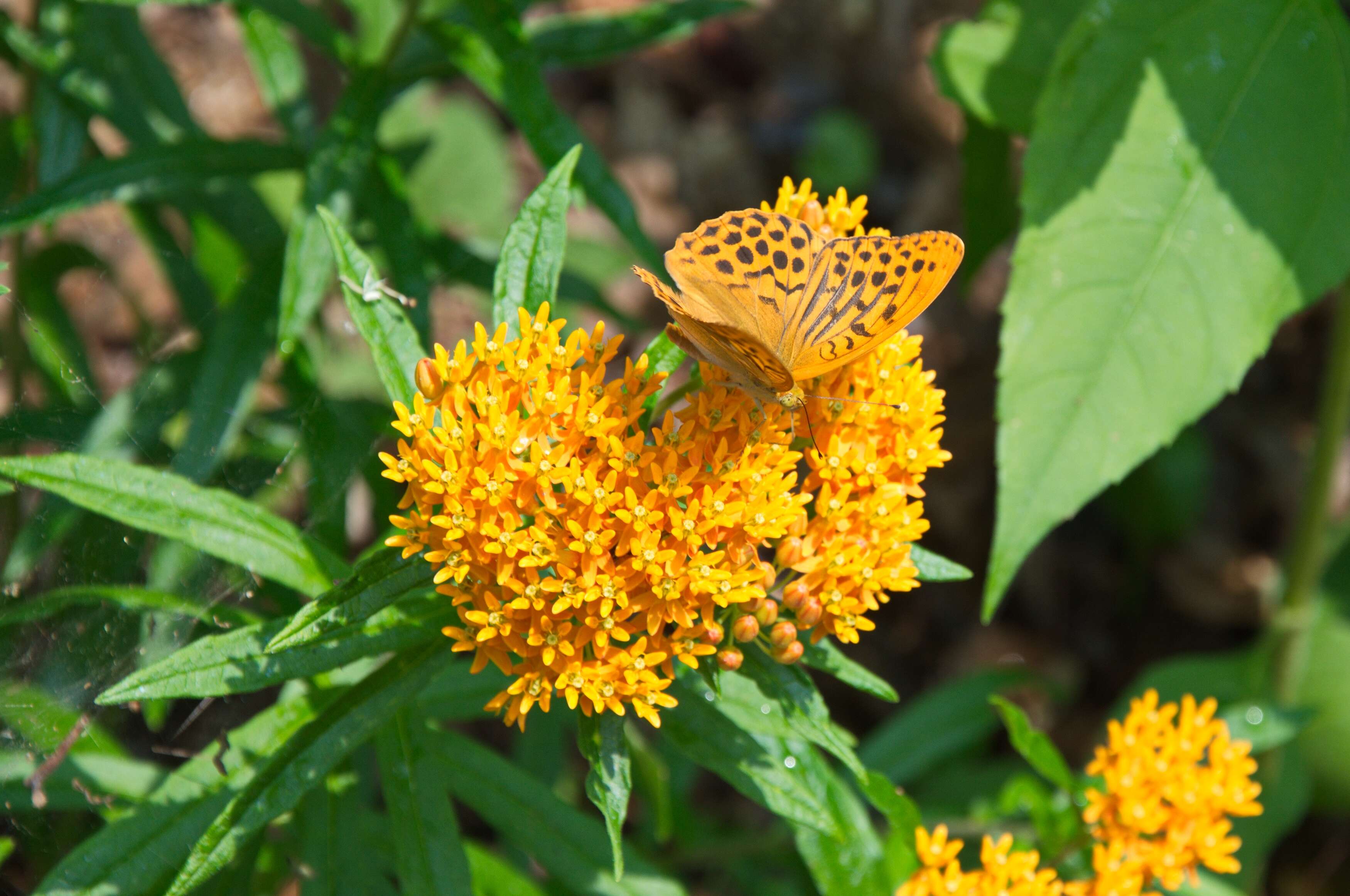 Image of milkweed