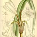 Image of Crinum abyssinicum Hochst. ex A. Rich.