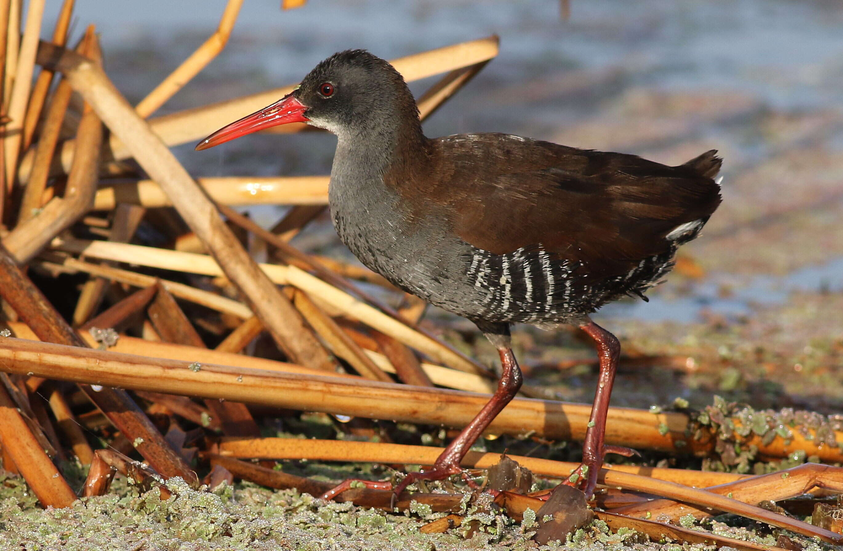 Image of African Rail