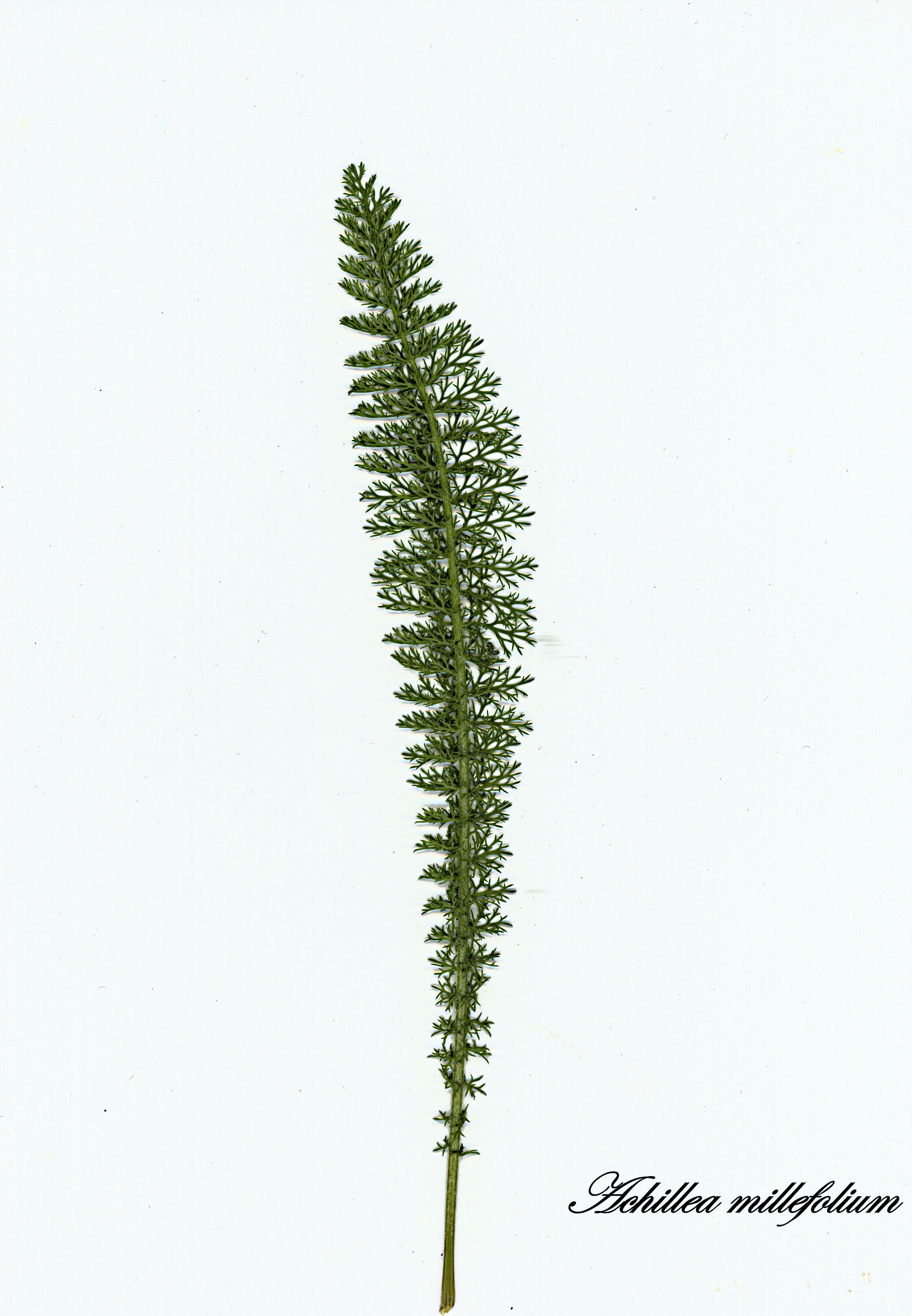 Image of yarrow