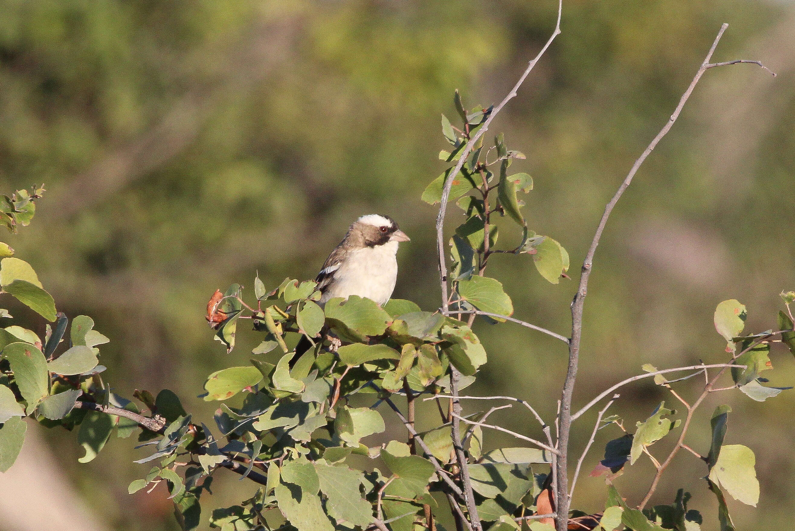 Image of sparrow-weaver