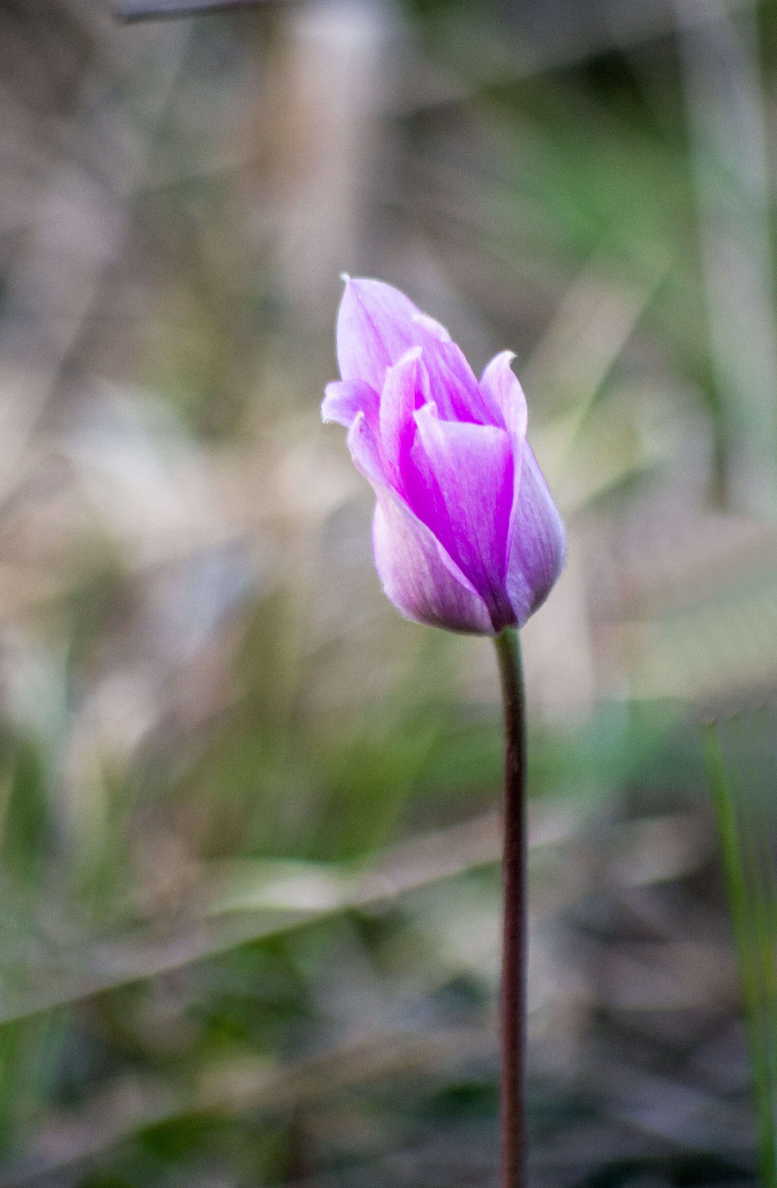 Image of broad-leaved anemone